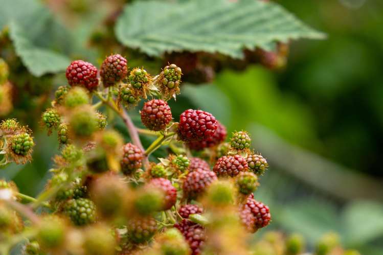 16 Moana Place Morrinsville_16