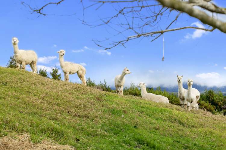 230f Waipapa Block Road Whakamarama_15