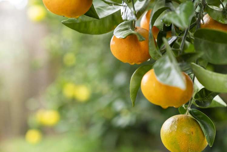 120b Gloucester Road Mount Maunganui_14