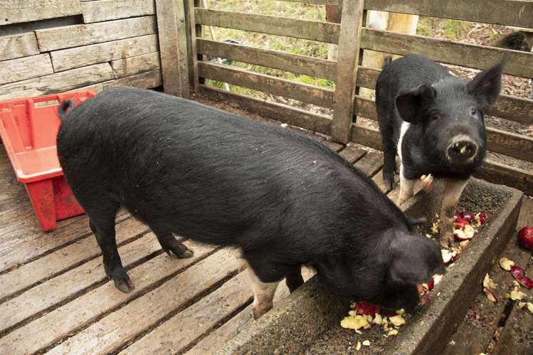 572 Riwaka Valley Road Motueka_14