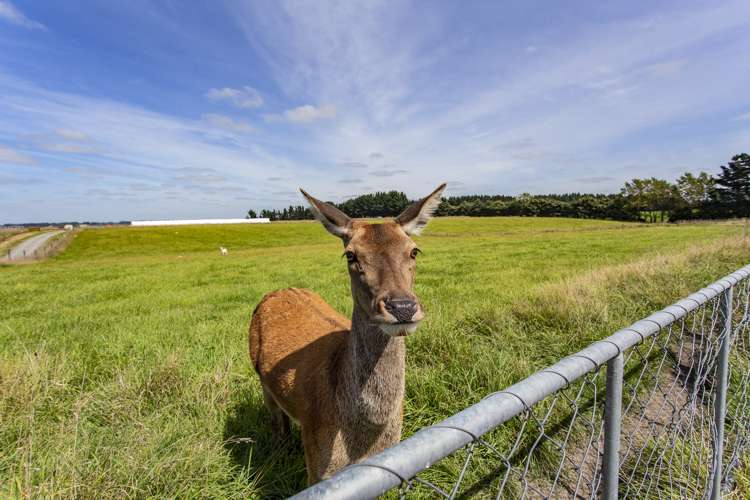 411 Springbank Road Swannanoa_30