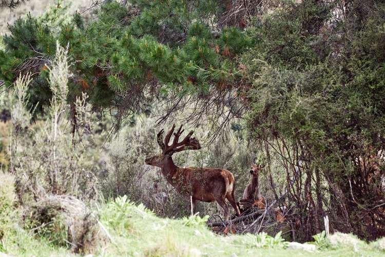 540 Spey Forest Road Kaikoura_23