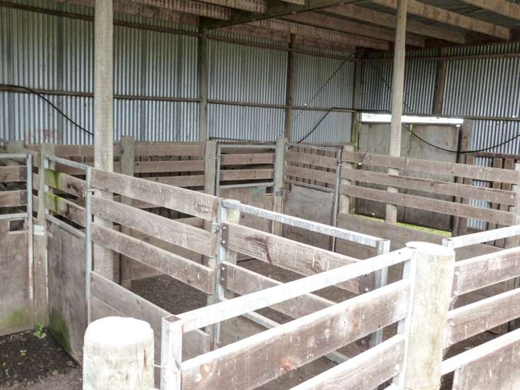 2 Wilson Road South Motu Rimu_6