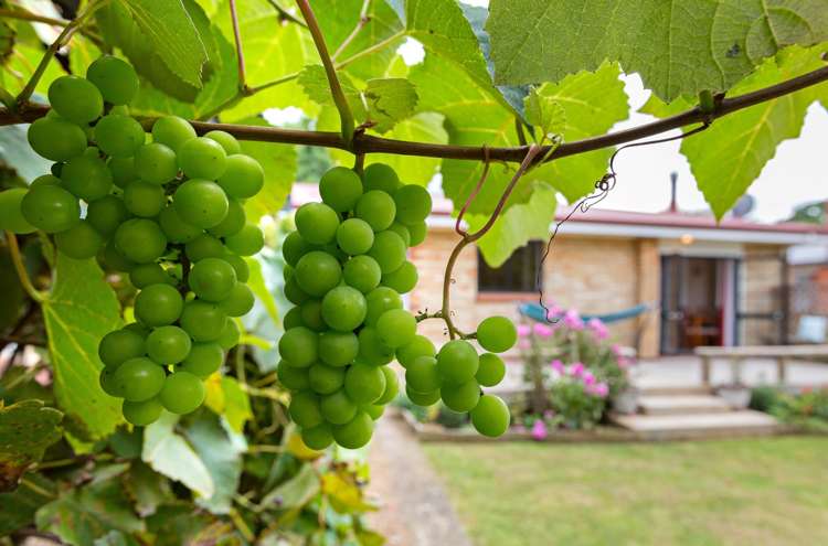 167 Seddon Street Pukekohe_12