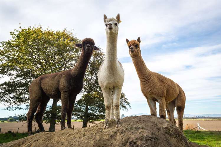 129 Feredays Road Leeston_31