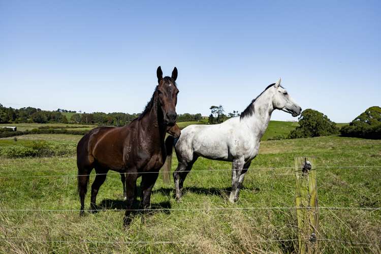 679 State Highway 23 Whatawhata_17