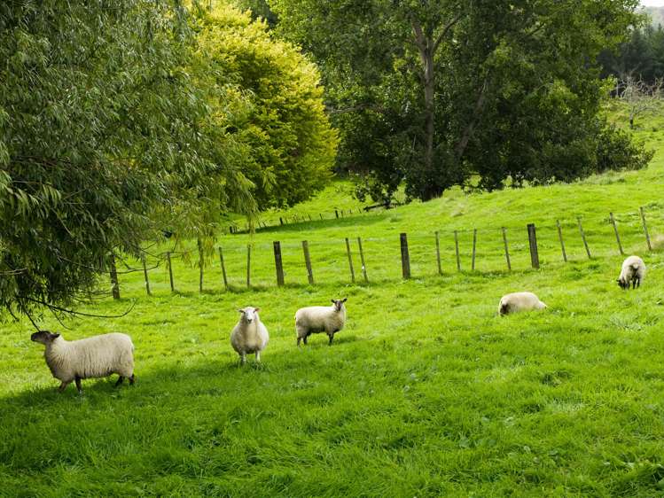 575B Back Ormond Road Makauri_37