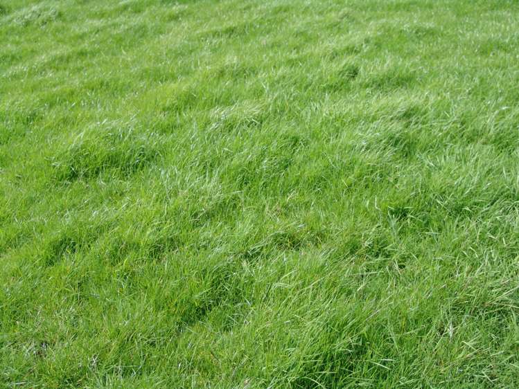 259 Arapohue Road Dargaville Surrounds_7