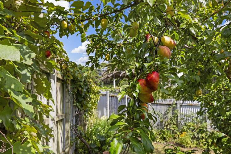 49A Government Road Raglan_28