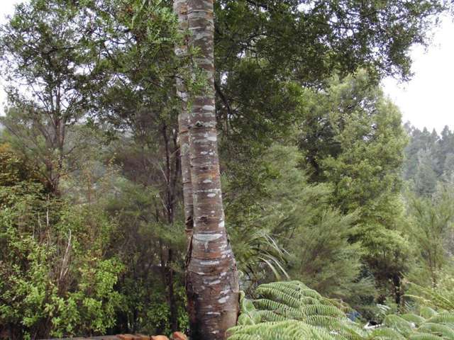 509a Old Maratoto Road Hikutaia_4