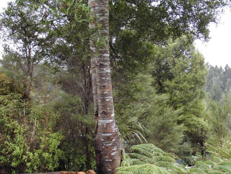 509a Old Maratoto Road Hikutaia_4