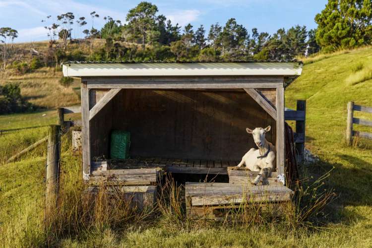 132 Dormer Road Waitoki_4