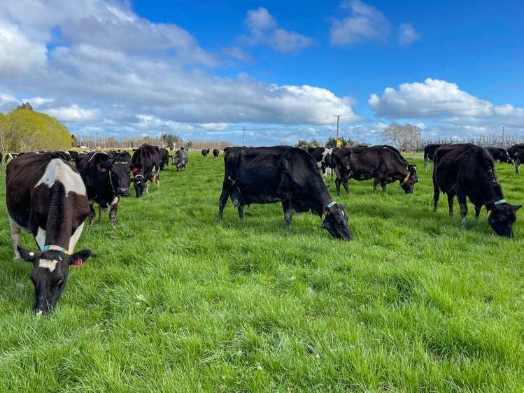 1128 Wyndham Road Wyndham_13