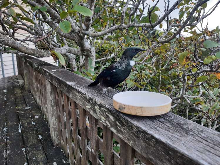 27 Roseneath Terrace Roseneath_6