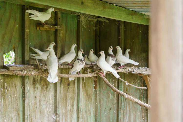 288 Oropi Gorge Road Oropi_34