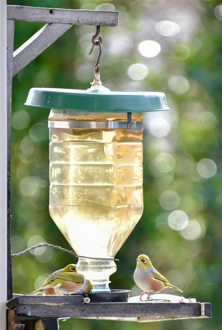 7 Waimanu Place Point Wells_13