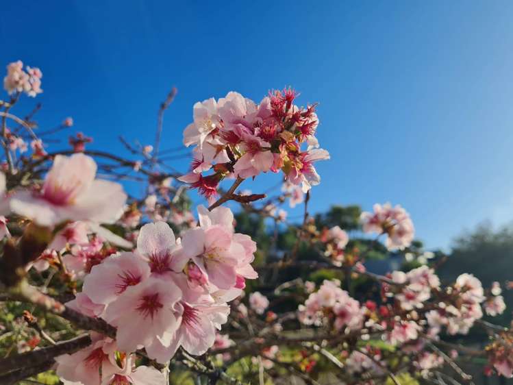 27 Church Street Northcote Point_24