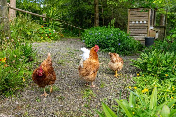 56a Kaipara Coast Highway Helensville_31