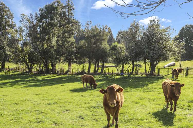 83a Odey Road Whakamarama_9