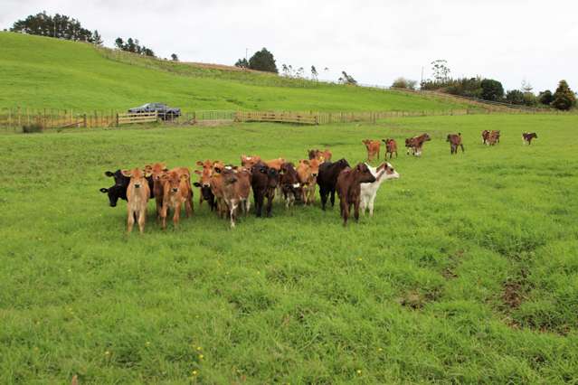 Lot 1 State Highway 1 Kaitaia_4