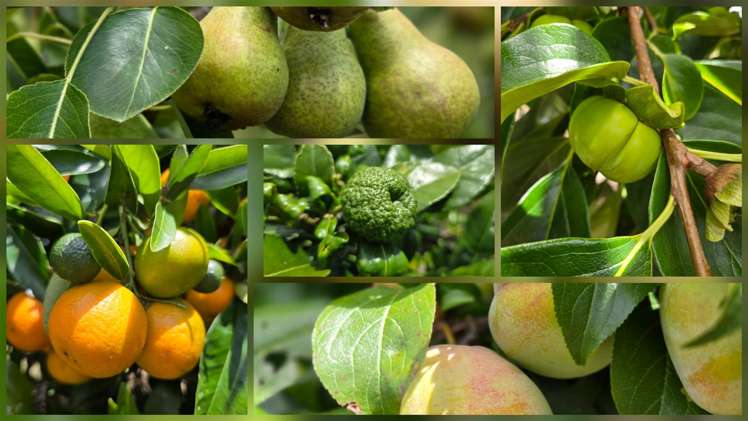 503 Pickering Road Tamahere_28