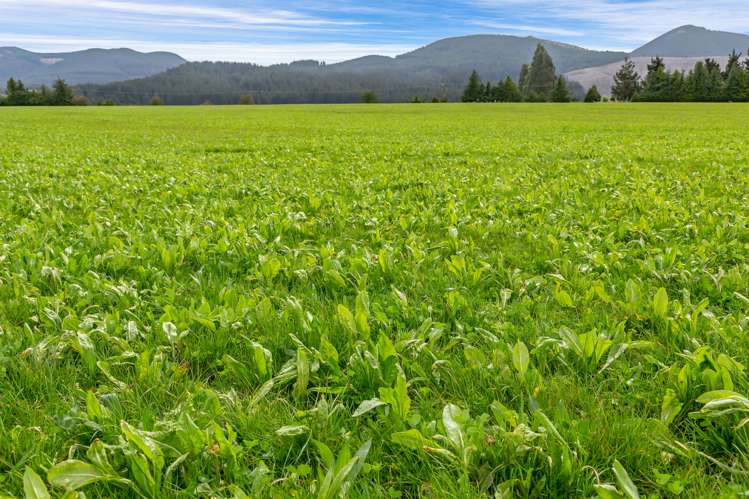 Wairiri Road Glentunnel_3