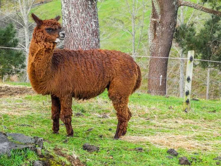 153 Hanning Road Pirongia_20