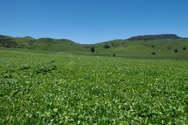 313 Te Wera Road Matawai_10
