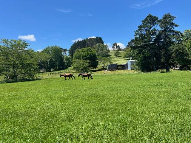 Pony perfect-don't let this one pass you BUY