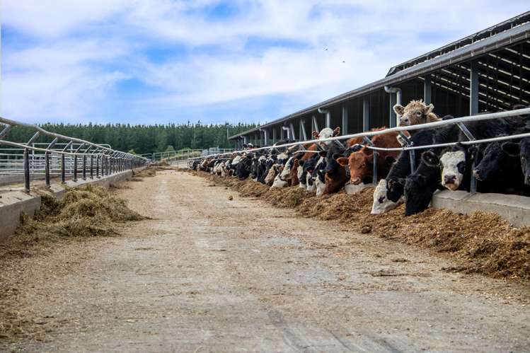 1444 Maronan Valetta Road Westerfield_22