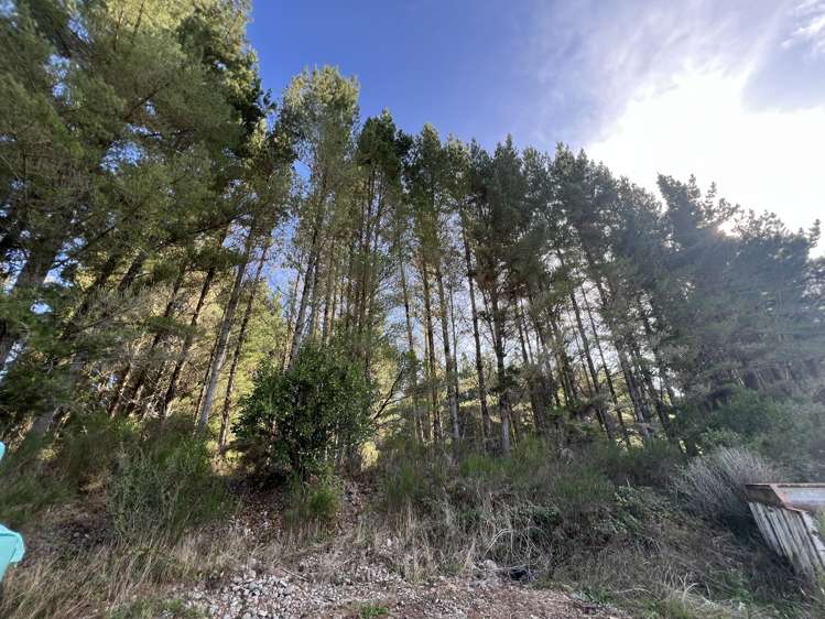 Lot . Red Jacks Road Ngahere_5