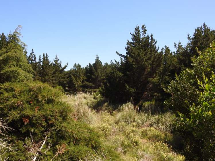 74b Himatangi Street Himatangi Beach_9