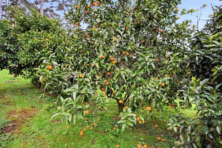 497A Tara Road Mangawhai_19