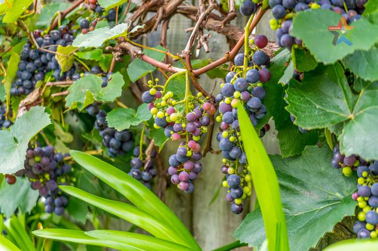 5 Mokopuna Grove Stokes Valley_21