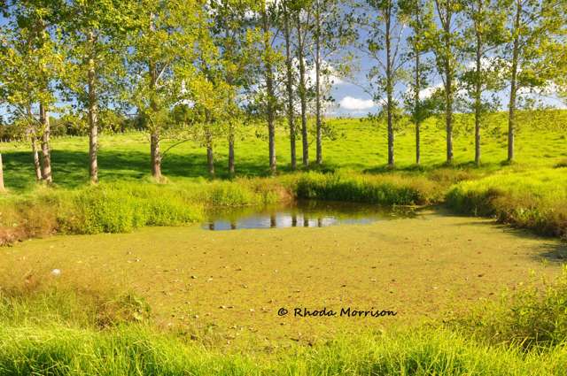 113 Te Rawhiti Road Matakohe_1