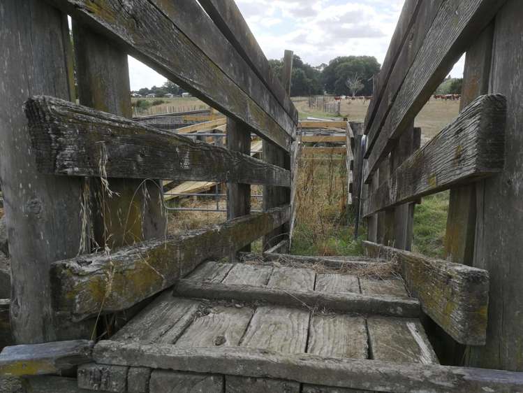 Kereone Road Morrinsville_11