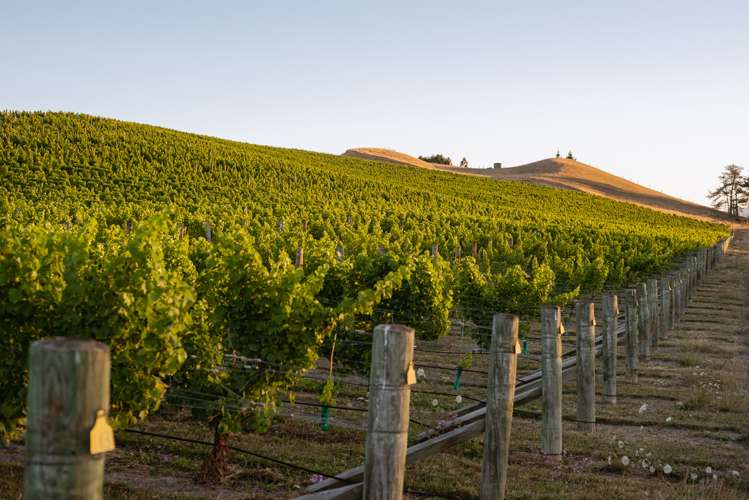 217 Caseys Road Seddon_16