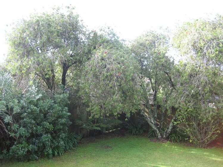 8 Beaumont Green Pauanui_6