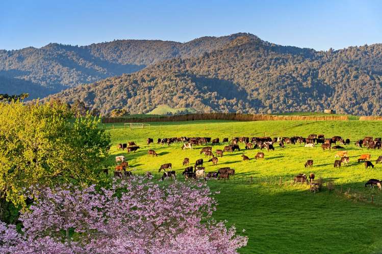 48 Poland Street Waikino_6