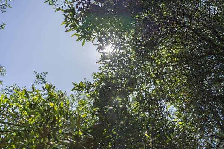 50 Mahanga Road Parua Bay_5