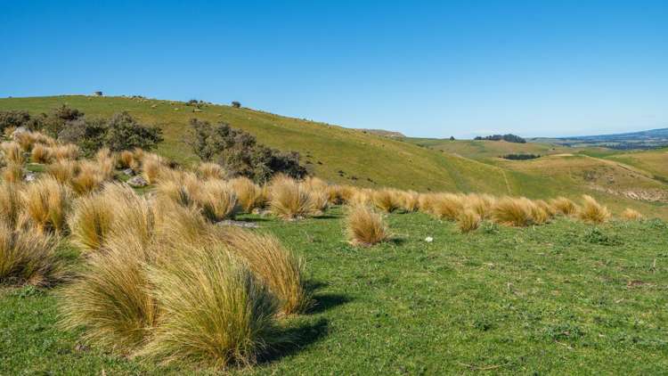 614 Omihi Road Omihi_25