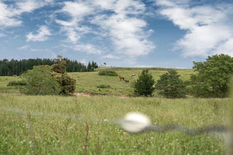 1300 Pongakawa Bush Road Pongakawa_19