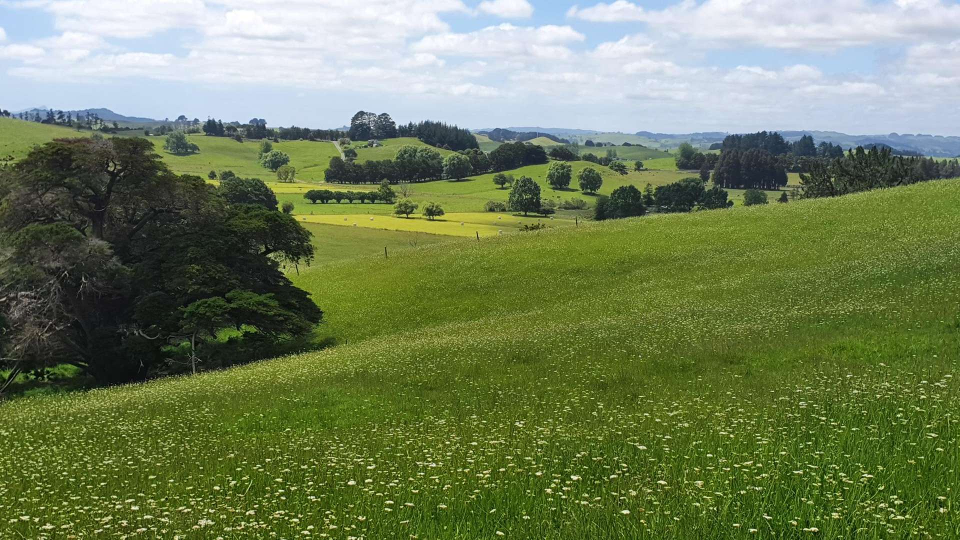 Curd Road Maungakaramea_0