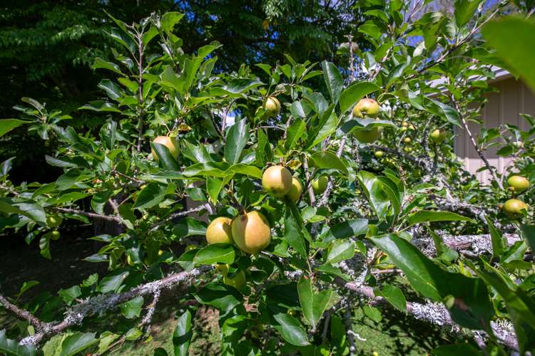 12 Ohinewai North Road Huntly_37