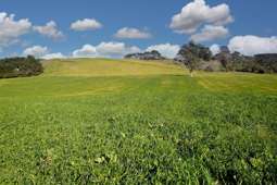 Crop, graze, orchard or lifestyle - 12ha