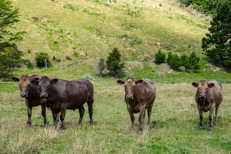 148 Tunakino Valley Road Rai Valley_7