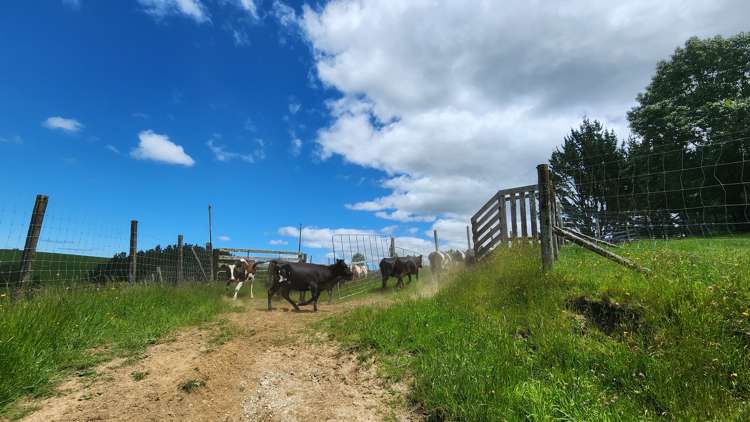 481 Honikiwi Road Otorohanga_6