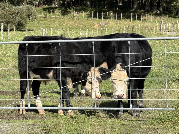 54 James Mckenzie Way Okaihau_2