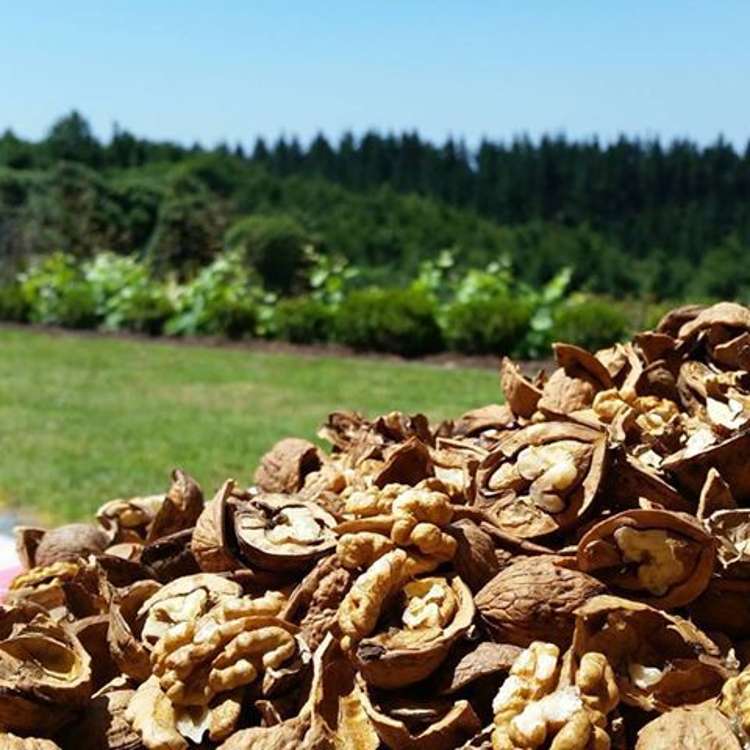 760 Allport Road Paengaroa_18