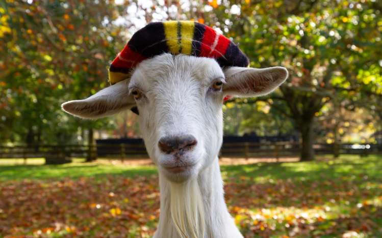 179 Mcgregor Road Ngahinapouri_2